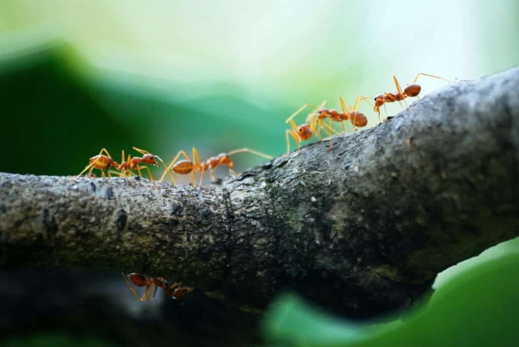 ant trail walking on branch