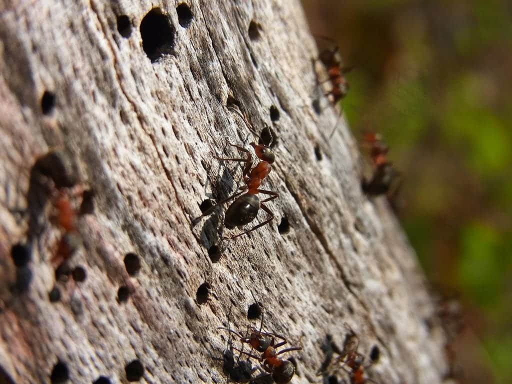 Carpenter Ants Damage On Tree