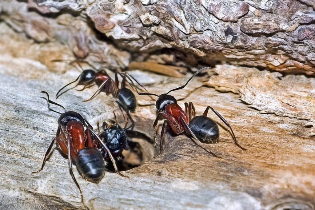 Carpenter Ants Colony Entry Point