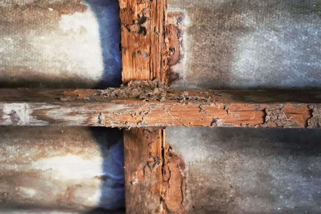 Structural Termite Damage And Mud Tubes