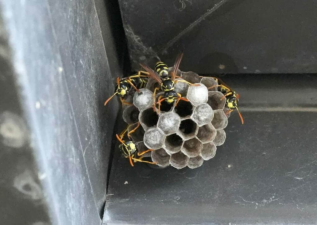 Paper Wasp Nest