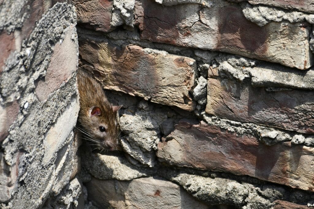 rodent mouse crawling squeezing through brick wall exit entry point