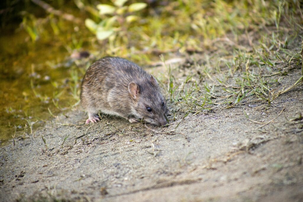 rat near water source creek conducive condition