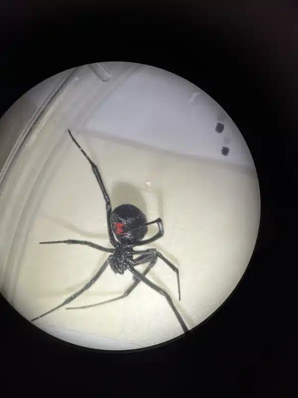 Black widow spider in container