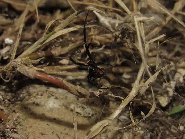 Black widow spider among dry grass.