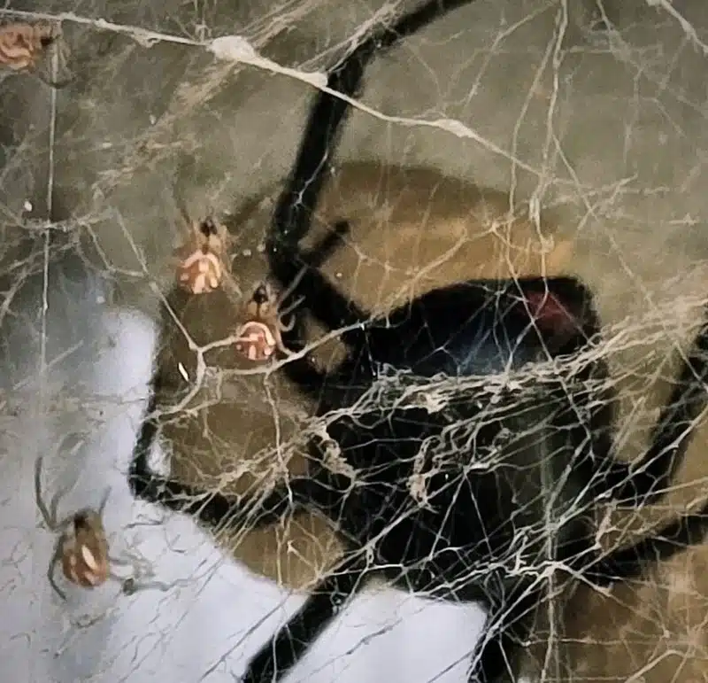 Black widow spider and egg sacs