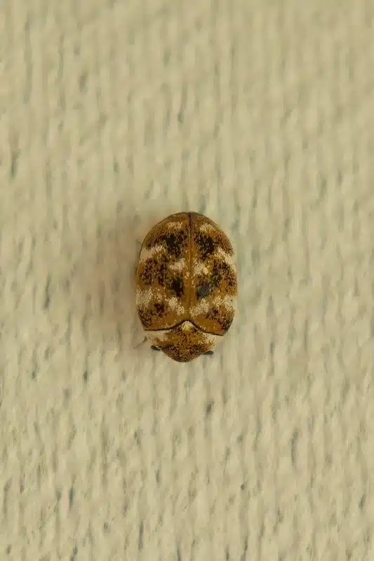Brown insect on a textured wall