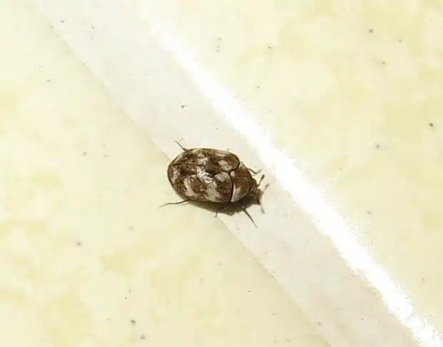 Brown pest on a light surface