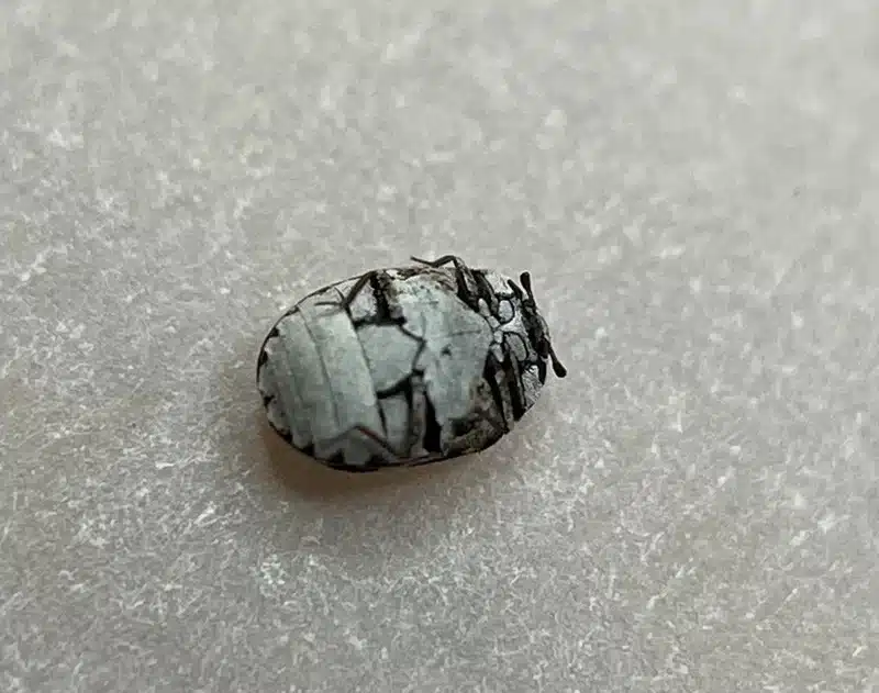 Darkling beetle on a light surface