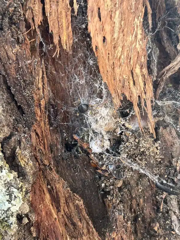 Decayed wood with spider webs