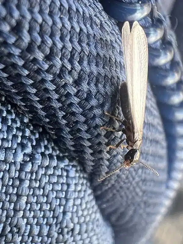 Mayfly resting on fabric surface