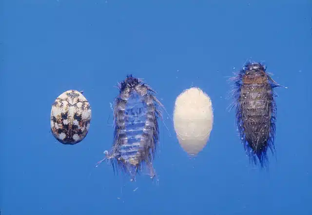 Life cycle stages of mealybug