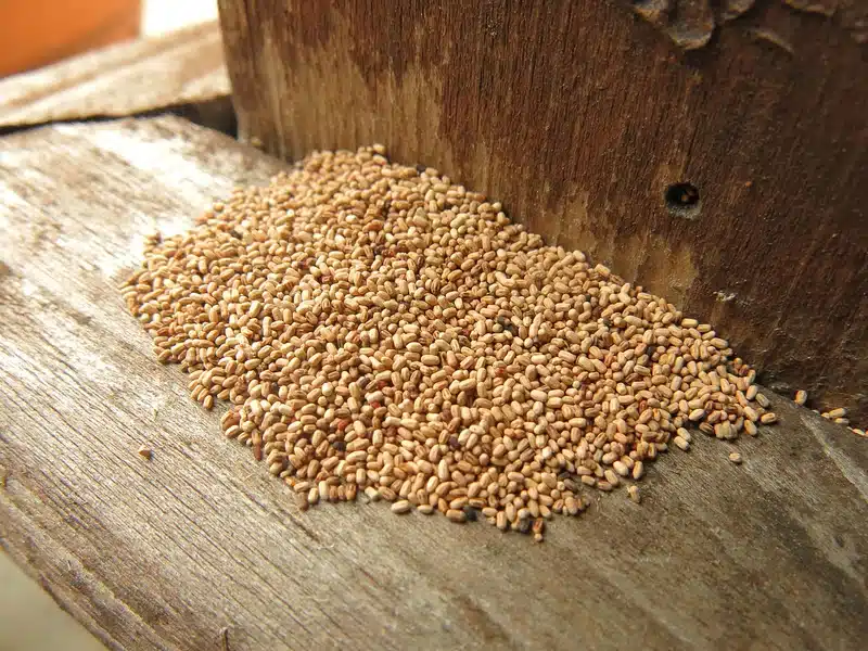 Pile of seeds on wooden surface