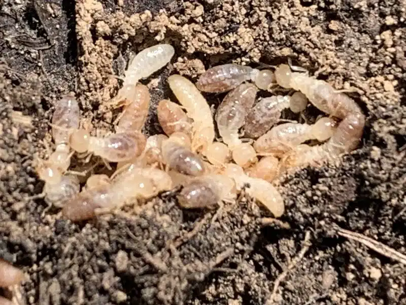 Group of termites in the soil