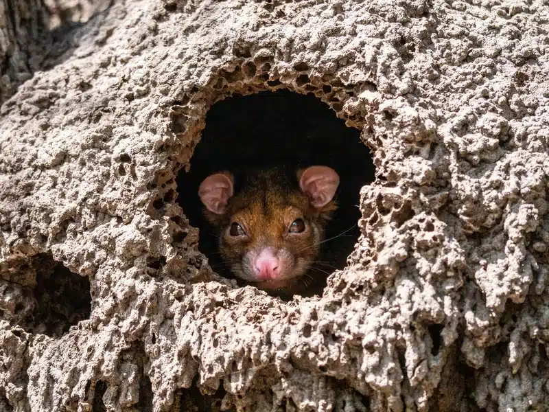 Animal peeking from termite mound
