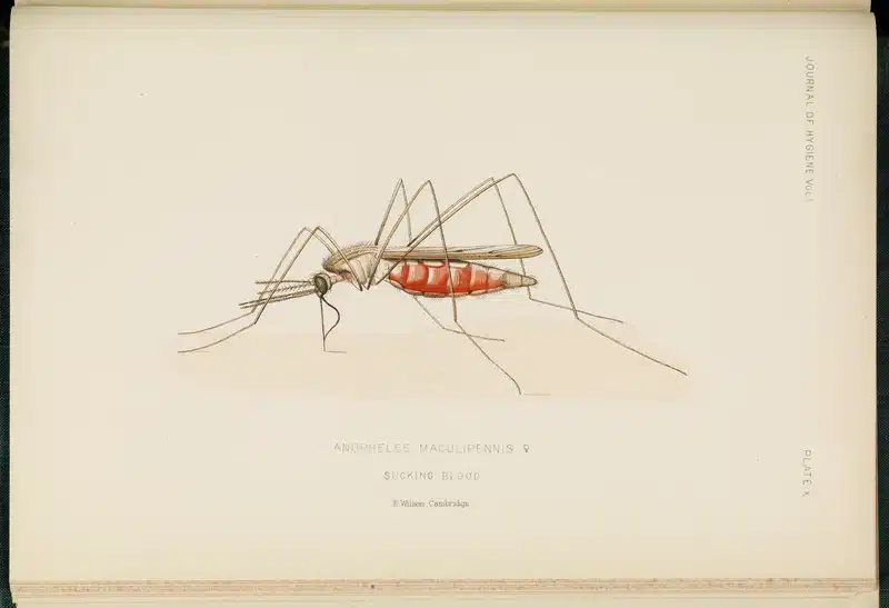 Illustration of Anopheles maculipennis mosquito