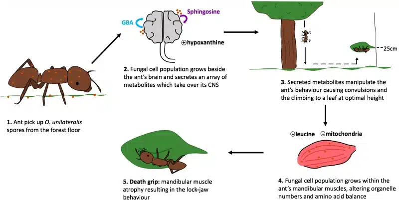 Illustration showing ant and fungal infection stages