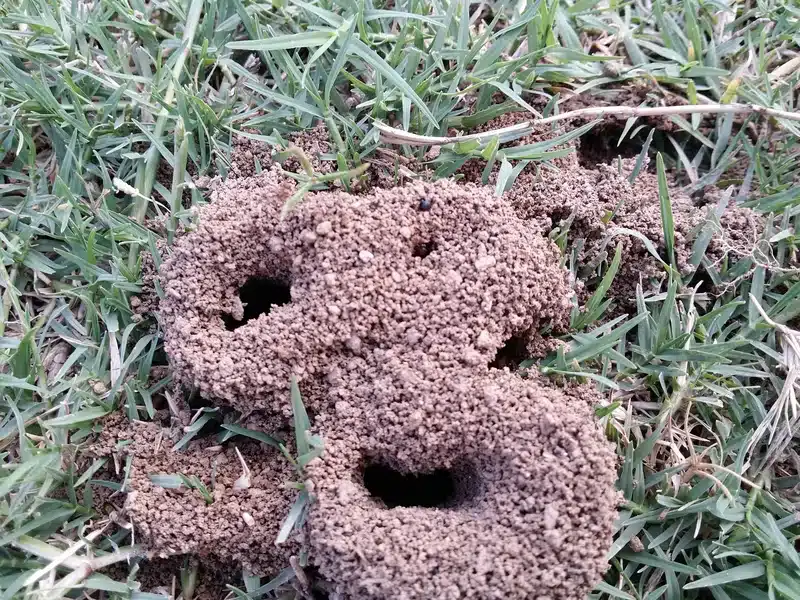 Ant mound in grassy area