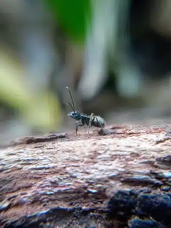 Close-up of an ant on bark