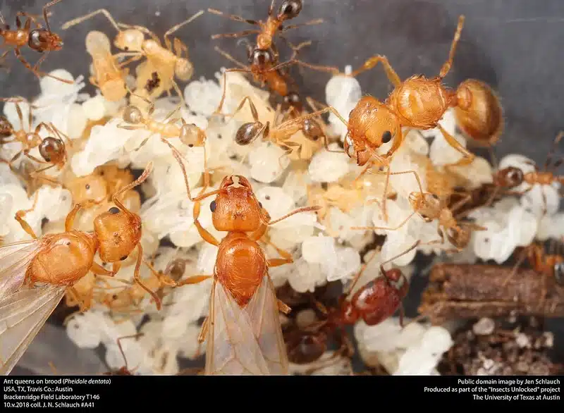 Ant queens with brood of Pheidole dentata