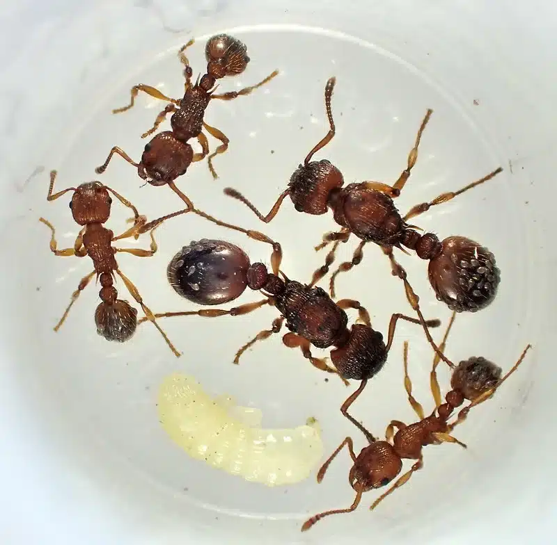 Ants and larvae in a container