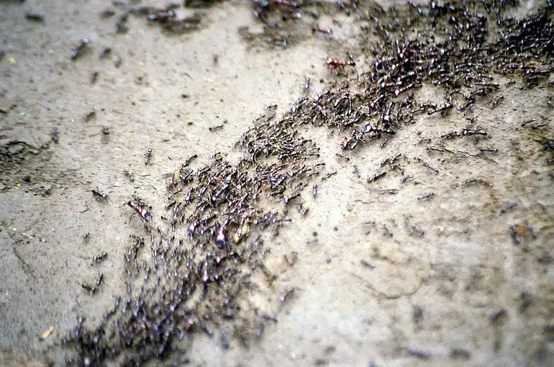Numerous ants on a surface