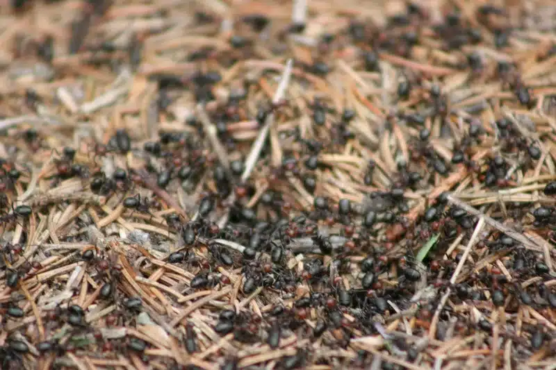Numerous ants on pine needles