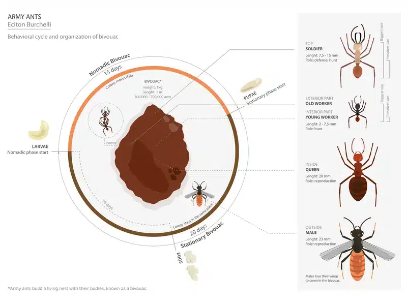 Diagram of army ants and their bivouac