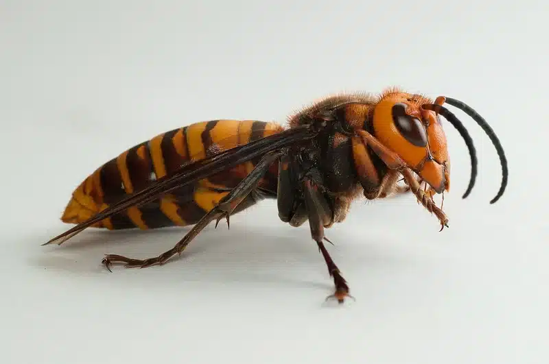 Close-up of an Asian hornet