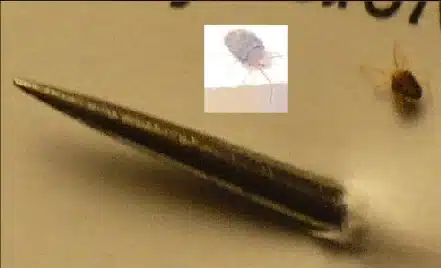 Bed bug next to a needle