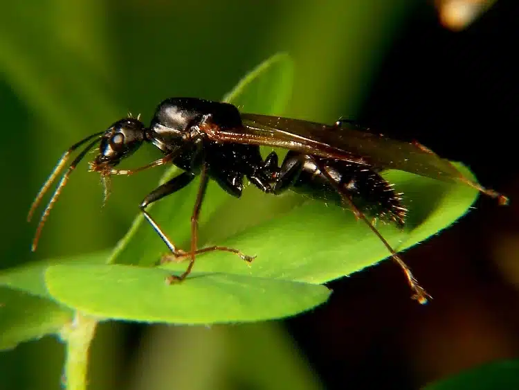 Close-up of a black ant on a leaf