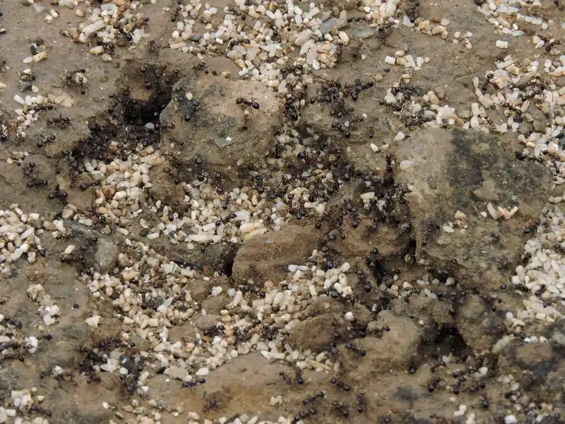 Numerous black ants on soil