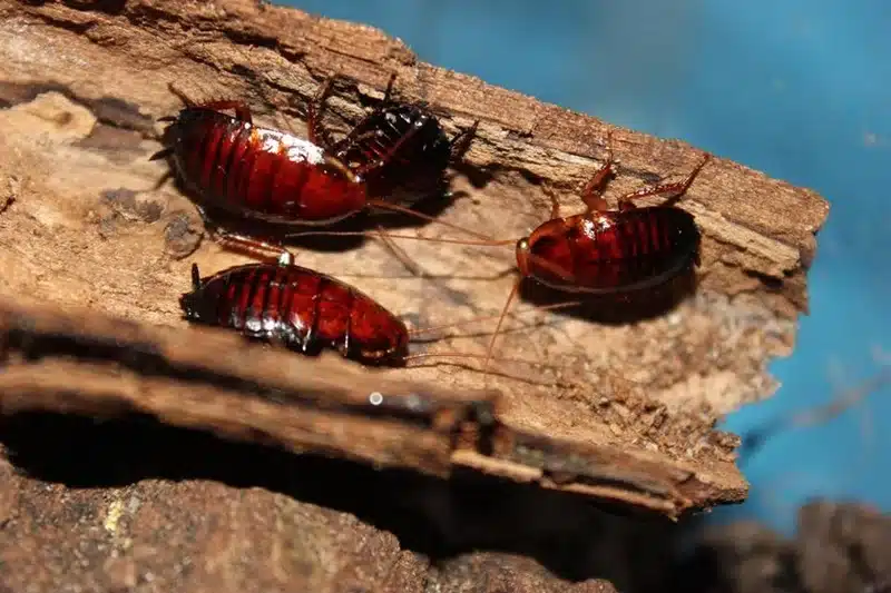 Brown-banded cockroaches on wood
