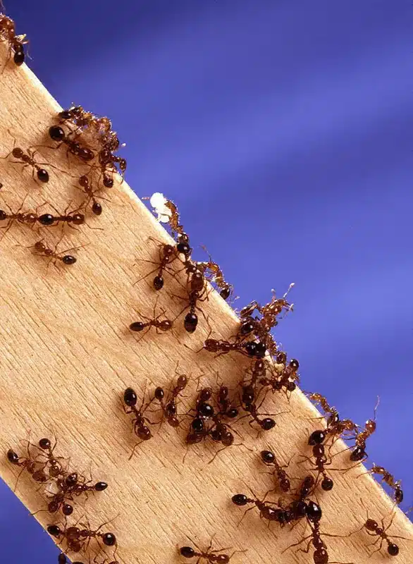 Group of carpenter ants on wood