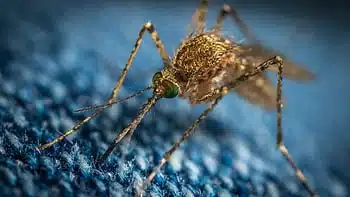 Close-up of mosquito on blue fabric