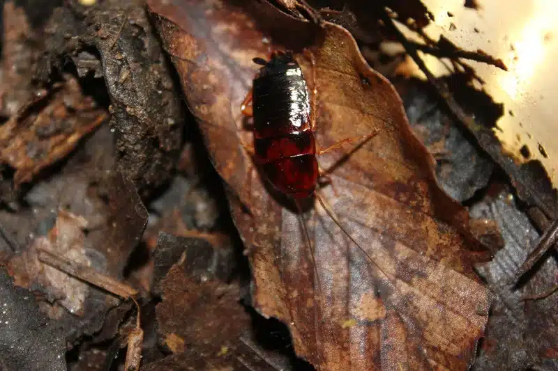 Cockroach on fallen leaves