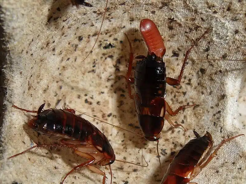 Multiple cockroaches on a surface