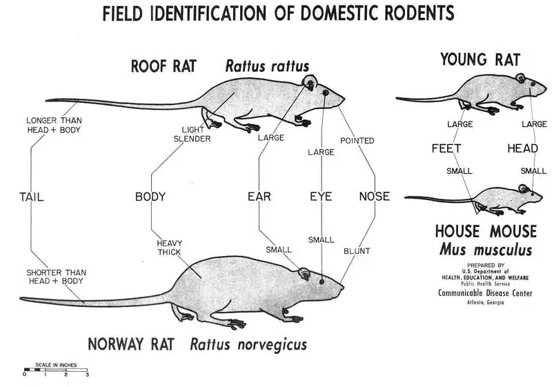 Identification guide for domestic rodents