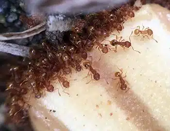Group of fire ants on surface