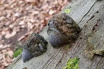 Fungal growth on a tree trunk