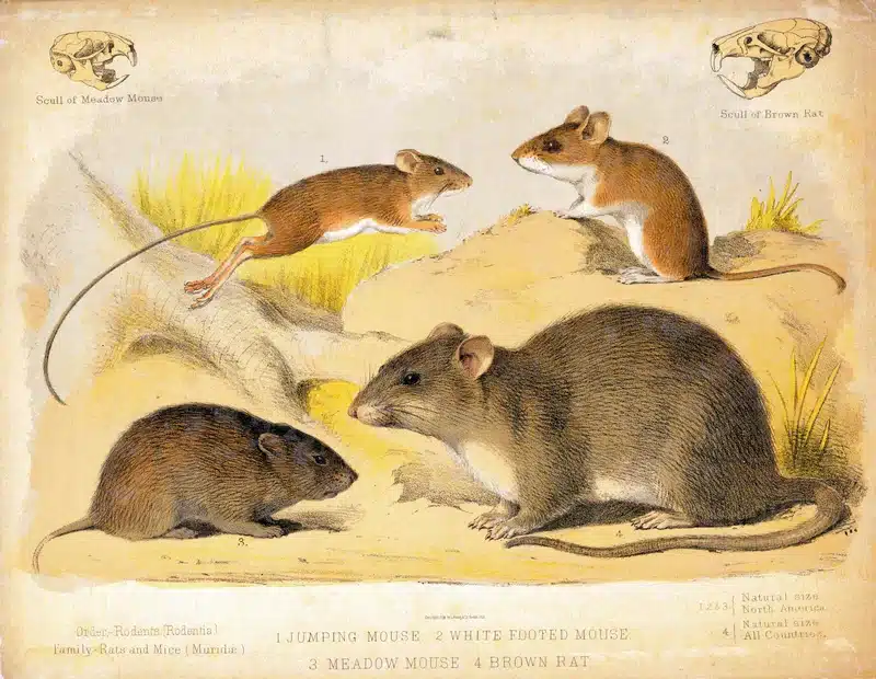 Illustration of rodents including mice and rat