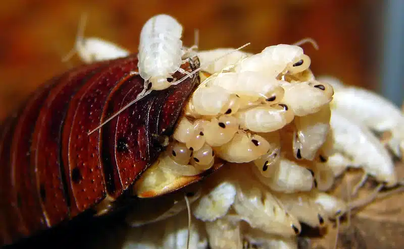 Insects on a cockroach's shell