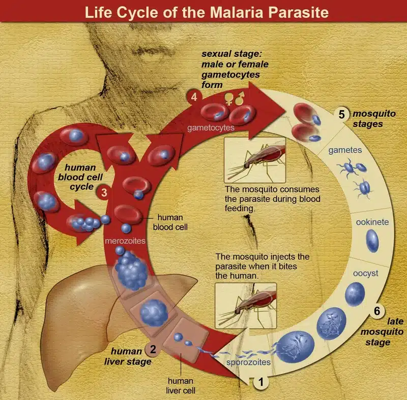 Diagram of the malaria parasite life cycle