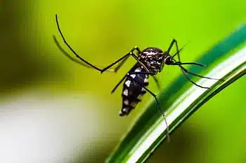 Close-up of a mosquito on a leaf