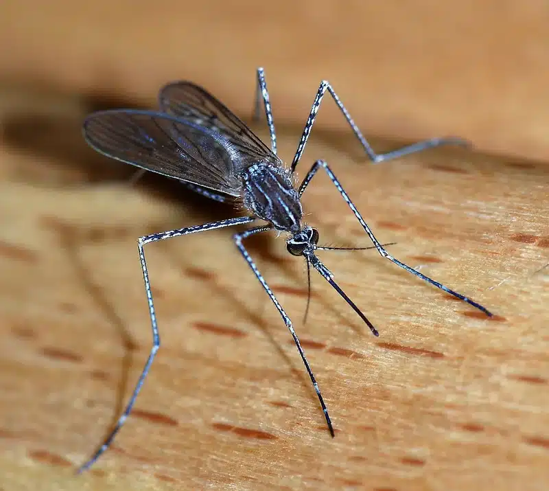 Close-up of a mosquito on wood