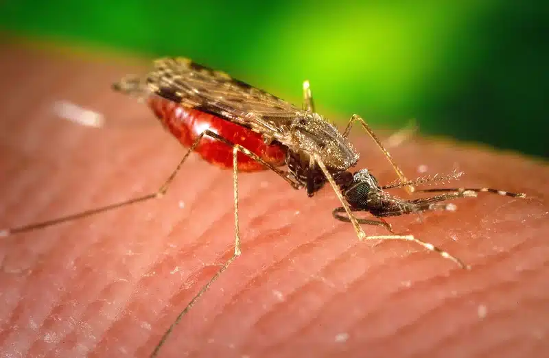 Mosquito feeding on human skin