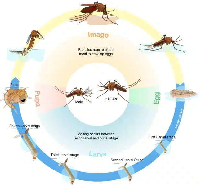 Diagram of mosquito life cycle stages
