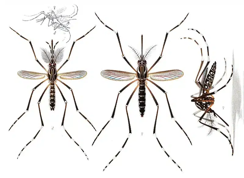 Illustration of different mosquito species