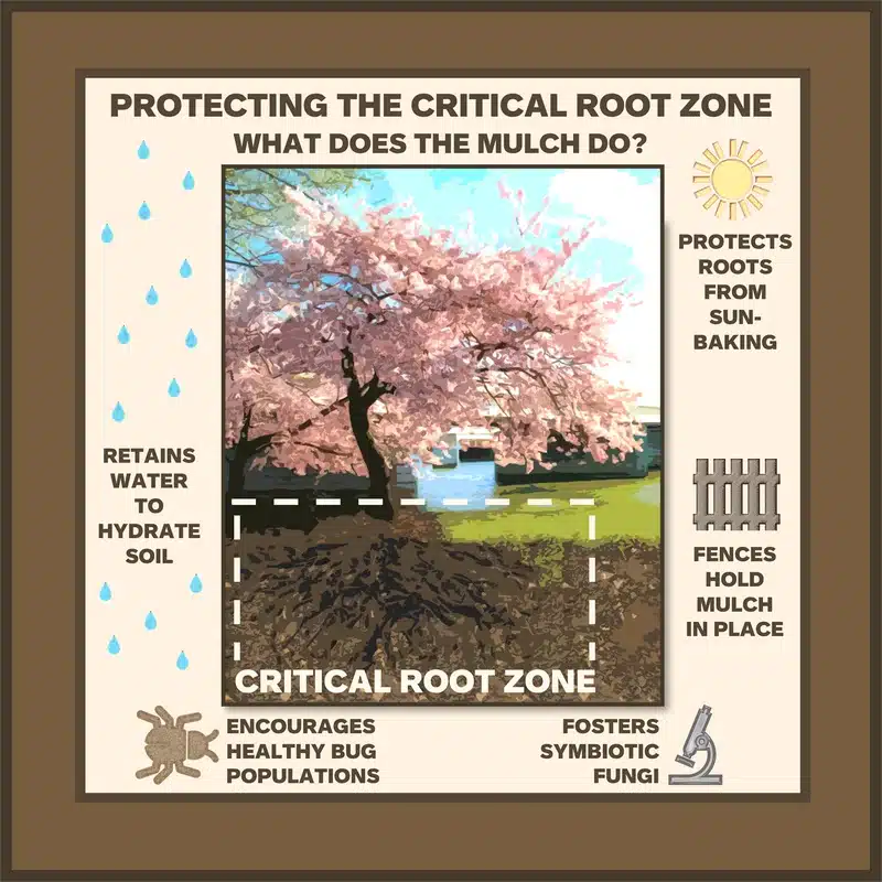 Illustration explaining mulch benefits