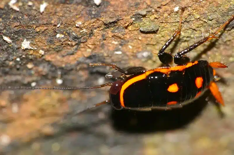 Close-up of orange and black cockroach